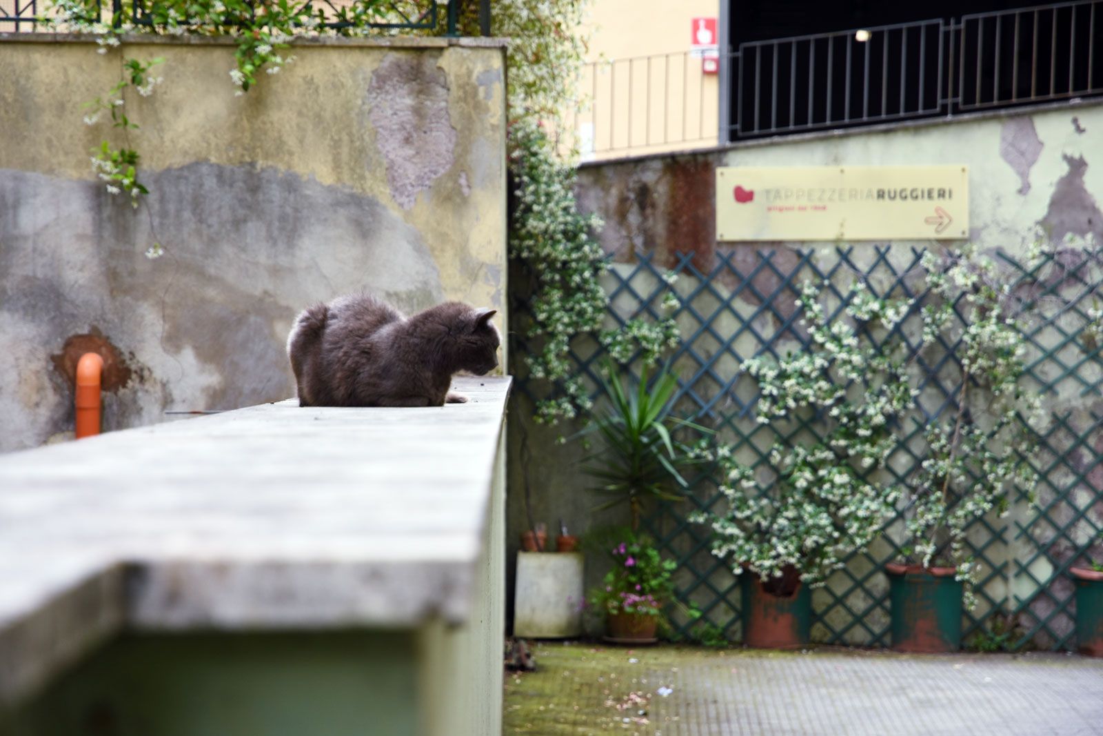 gatto